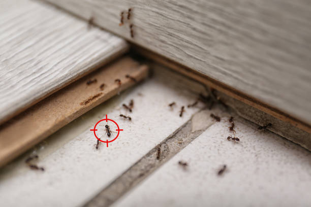Best Local Pest Control Services  in Pine Prairie, LA
