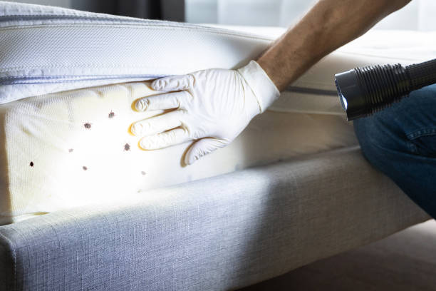 Best Pest Prevention Services  in Pine Prairie, LA