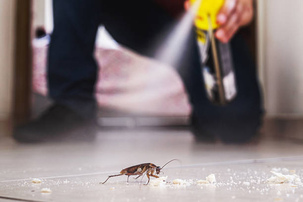 Best Bed Bug Extermination  in Pine Prairie, LA