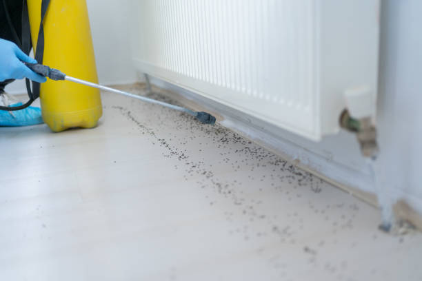 Best Ant Control Services  in Pine Prairie, LA